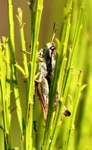 Chorthippus armoricanus